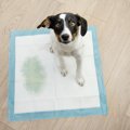 犬が『何度もおしっ…