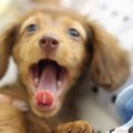 ペット保険のおすす…