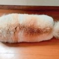 犬が犬ではない可能…