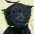 子犬の体に優しい購…