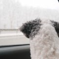 冬に『犬を車で留守…