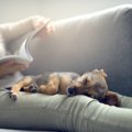 あなたの愛犬はどこ…