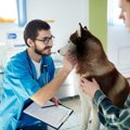犬の入院について　…