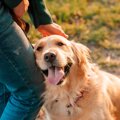 愛犬のモチベーショ…