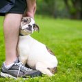 愛犬が臆病なのは飼…