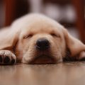 仔犬を迎えたら「ニ…