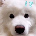 パパという単語がわ…