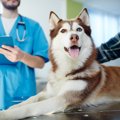 犬の抗ガン剤副作用…