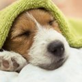 犬が飼い主の服の上…