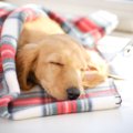 犬の体温が低い原因…