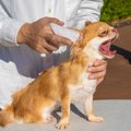 犬が『耳掃除を嫌が…