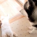 子猫が倒れて動かな…