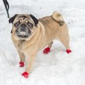 犬の足って冬の寒さ…