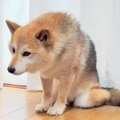 犬が飼い主の行動を…