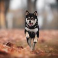 【獣医師監修】黒豆…