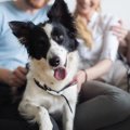 犬の本音！飼い主に…