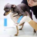 犬にNGな生活環境６…