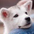 犬が嫉妬してしまう…