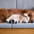 犬に長時間のお留守…