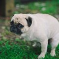 犬が視線を飼い主に…
