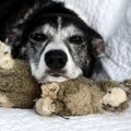 増え続けている老犬…