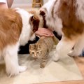 犬に『大好き！』と…