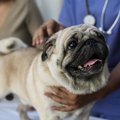 犬の困る『問題行動…