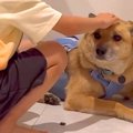 保護犬を飼って初日→…
