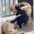 2匹の狼犬が『お姉ち…