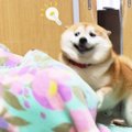 犬が『いるはずのな…