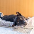 すべての犬の飼い主…