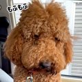 『え、どなた？』モ…