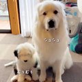先輩犬に甘える赤ち…