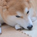 犬が拗ねてしまう飼…