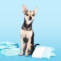 犬の『ペットシーツ…