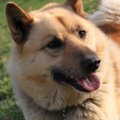 犬が目を合わせない行動には理由があった！目をそらす3つの意味