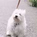 【話題】「たんぽぽ…
