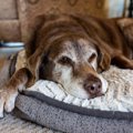 犬が死んでしまう直…