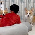 『超デカい段ボール…