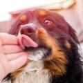 なぜ？犬が飼い主の…