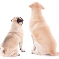 愛犬の犬種で飼い主…