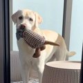 ベランダでぬいぐる…