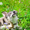 犬が自分の『体を掻…