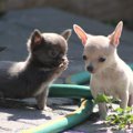 犬の性格まで分かっ…
