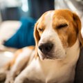 犬が『眠いのを我慢…