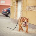 犬が『迷子』になっ…