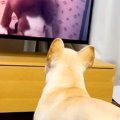 亡くなった先輩犬の…