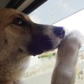 犬を保護した時に気…