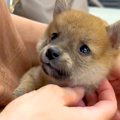 犬が苦手な母親に『…