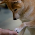 犬がやる気を失くす…